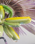 Passiflora Chandelier
