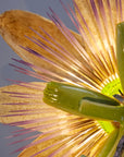 Passiflora Chandelier
