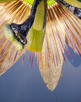 Passiflora Chandelier