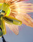 Passiflora Chandelier